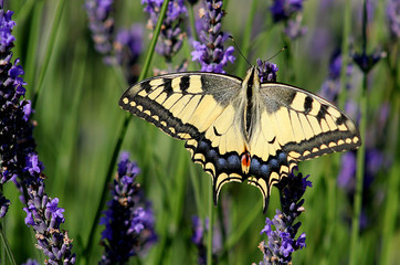 paillon machaon