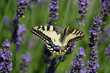 papillon sur lavande