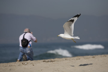 Seagull and Photographer