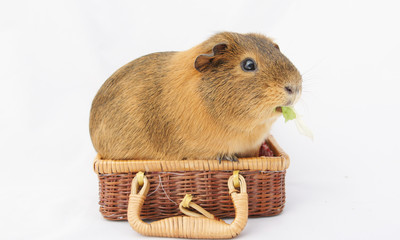 cochon d'inde gourmand