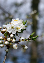 white spring flowers