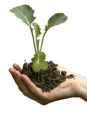 Pflanzen - Gemüseanbau