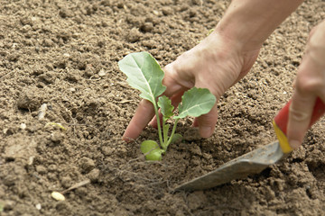 Pflanzen - Gemüseanbau