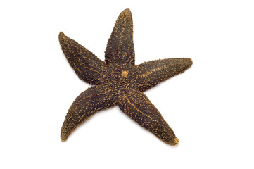 starfish macro