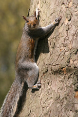 Squirrel Climbing