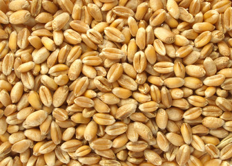 Wheat