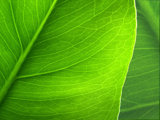 Plantleaf