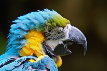 blue and gold macaw (ara ararauna)