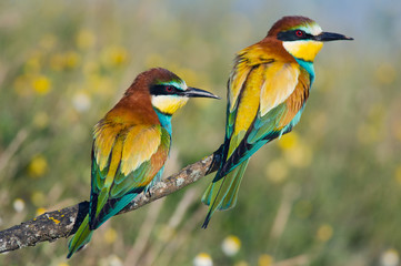 Obraz premium Couple of birds