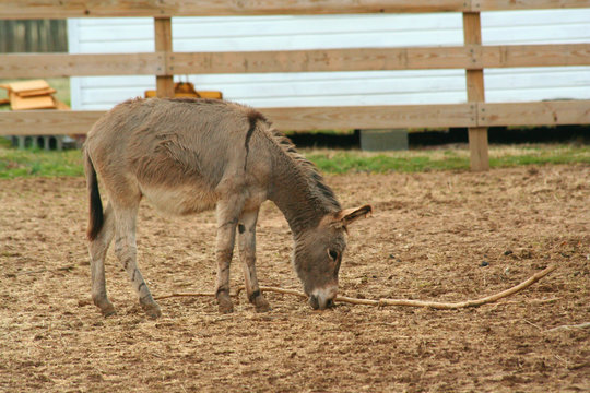 Donkey playing in a barnyard