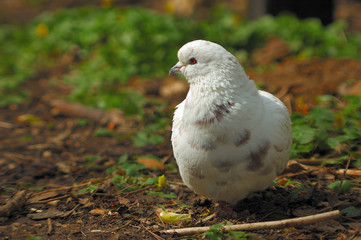 pigeon