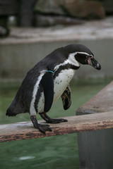 Obraz premium Humboldt-Pinguin
