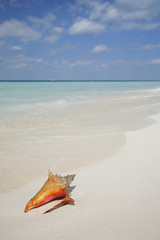 Concha en la Playa