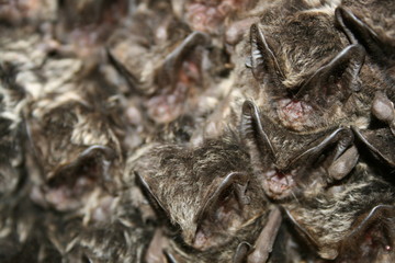 a lot of barbastella