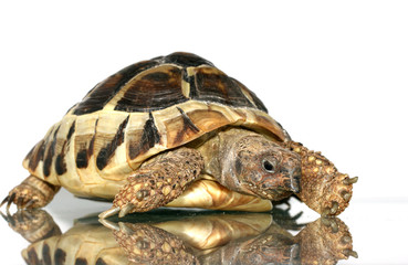 turtle 2