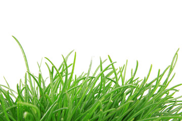 Fototapeta premium erba