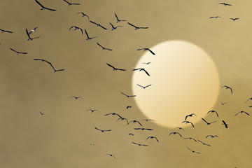 Fly away! © Alexander