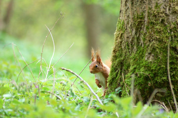 Squirrel. Wild life