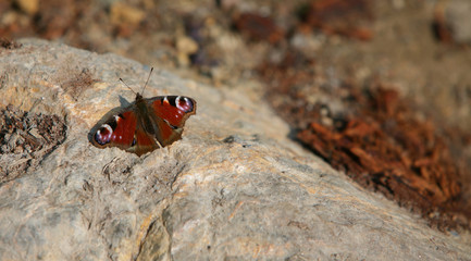 Peacock butterfly on a rock