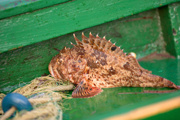 Fischfang Drachenkopf