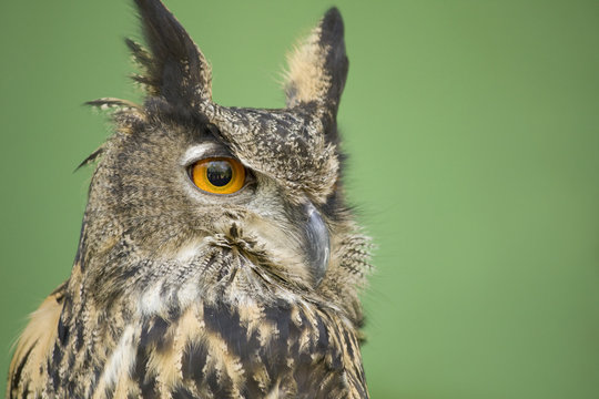 Eurasian Eagle Owl