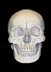 Human Skull