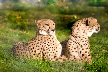 Naklejka na ściany i meble Couple of cheetahs