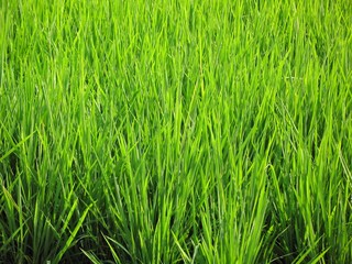 Obraz premium Rice Plants