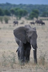 African Elephant