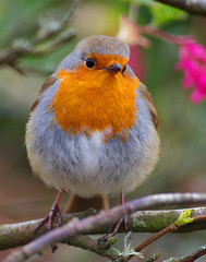 ROBIN IN THOUGHT