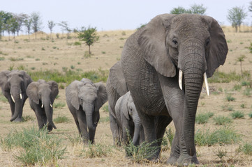 Obraz na płótnie Canvas Słonie afrykańskie