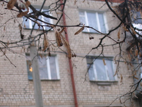 window