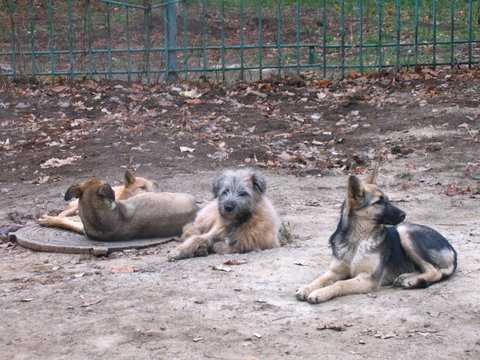 dogs