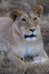 African Lions