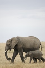 Naklejka na ściany i meble Słonie afrykańskie