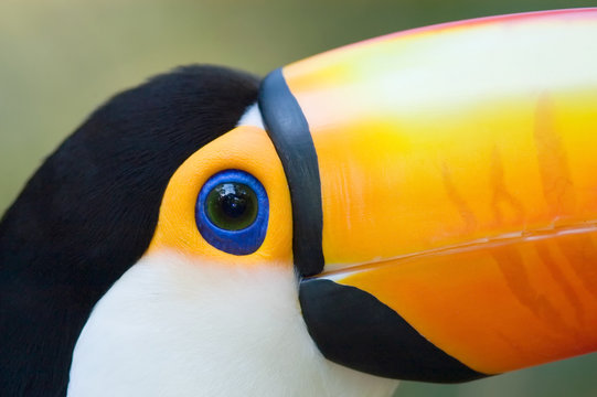 Toco Toucan (Ramphastos toco) close-up