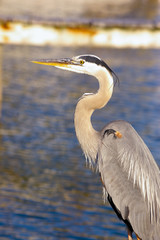 Great blue heron
