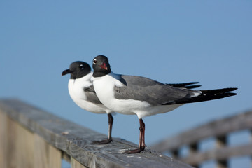 seagulls on a pier