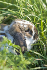 Hidden in the grass