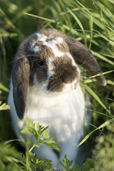 Rabbit on a pasture