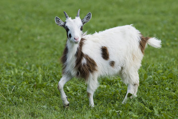 Young goat on a grass-land