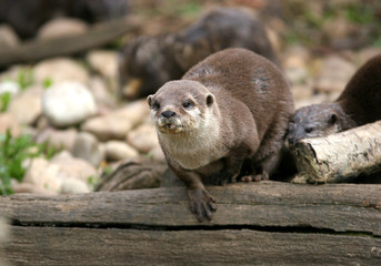 Fototapeta premium Oriental small clawed otter