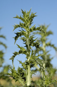 CARDO-12