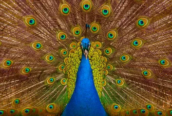 Photo sur Plexiglas Paon Beautiful peacock