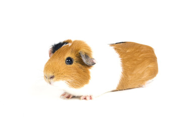 guinea pig against a white background