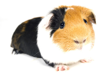 Fototapeta na wymiar guinea pig against a white background