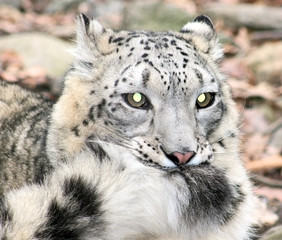 Fototapeta premium Snow Leopard biting it's tail