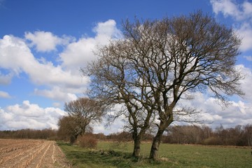 Norddeutsche Landschaft 