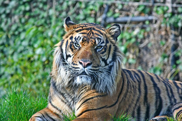 Fototapeta na wymiar Tiger basking in the sun