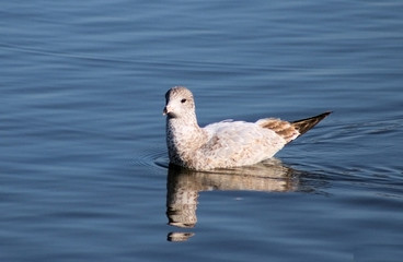 Bird Swimming in water